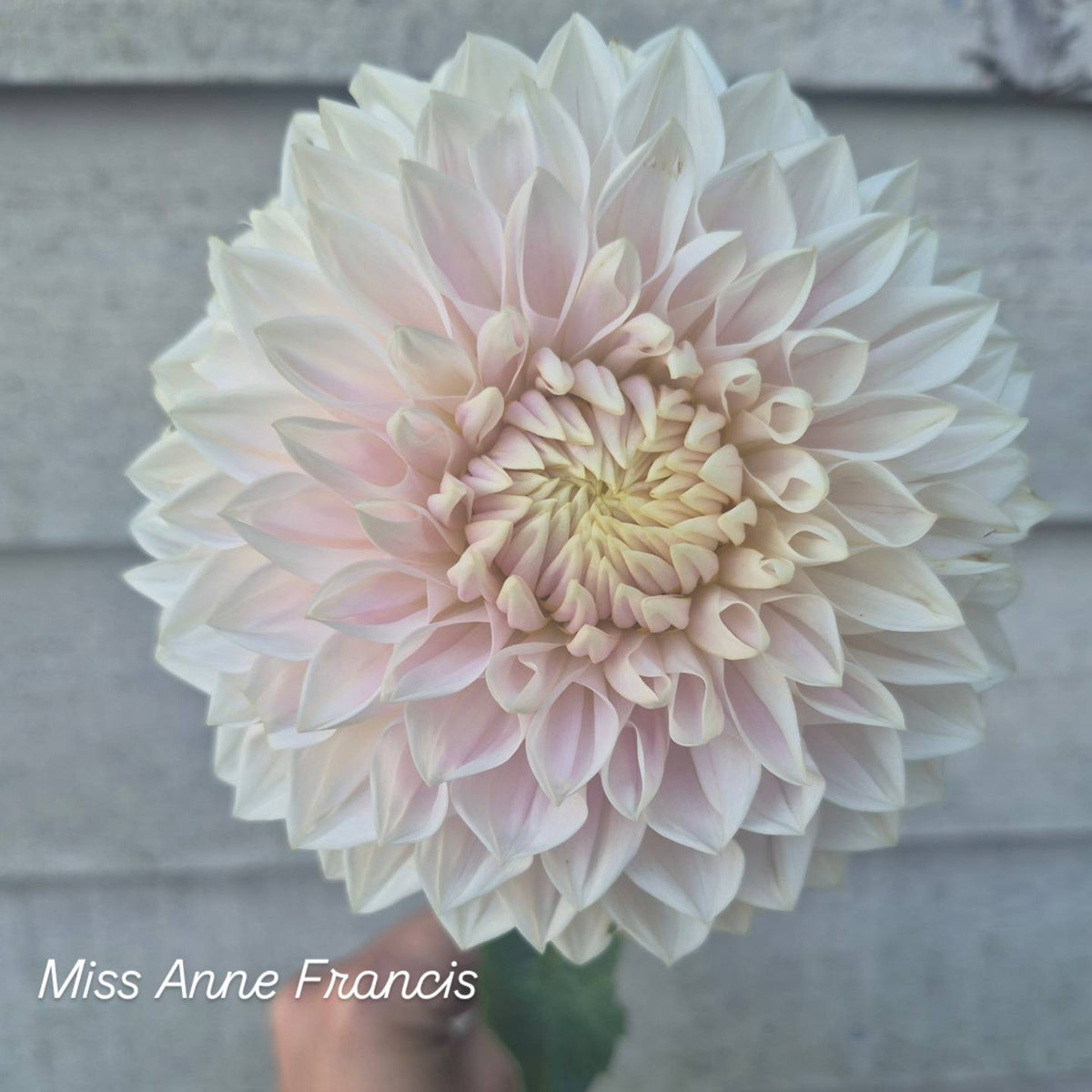 Miss Anne Francis Formal Decorative Dahlia