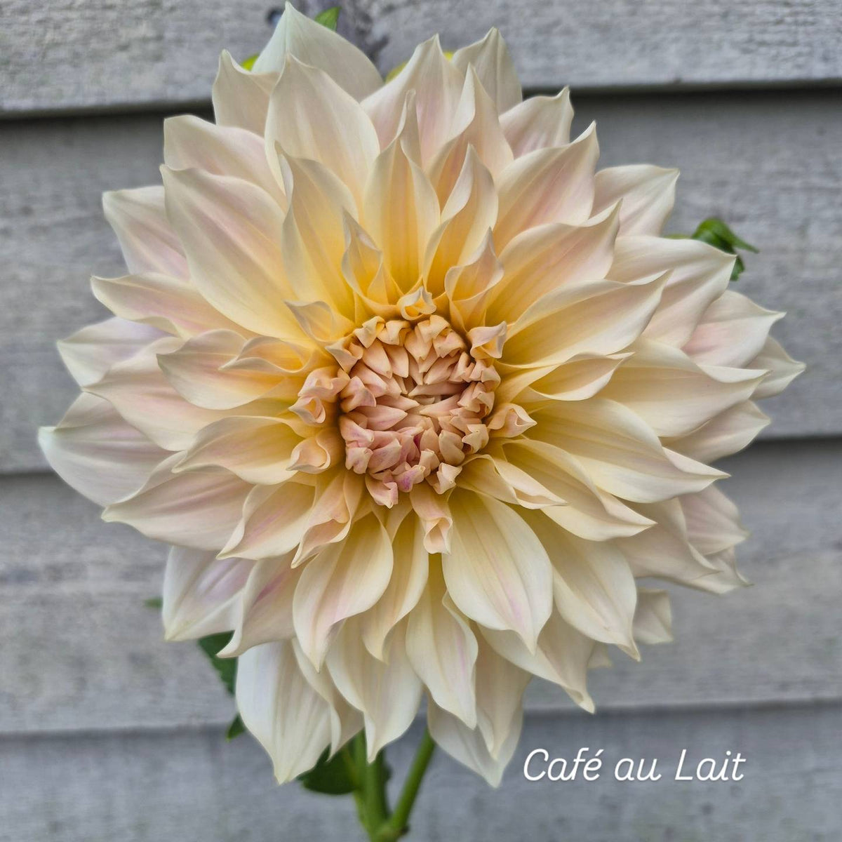 Café au Lait Informal Decorative