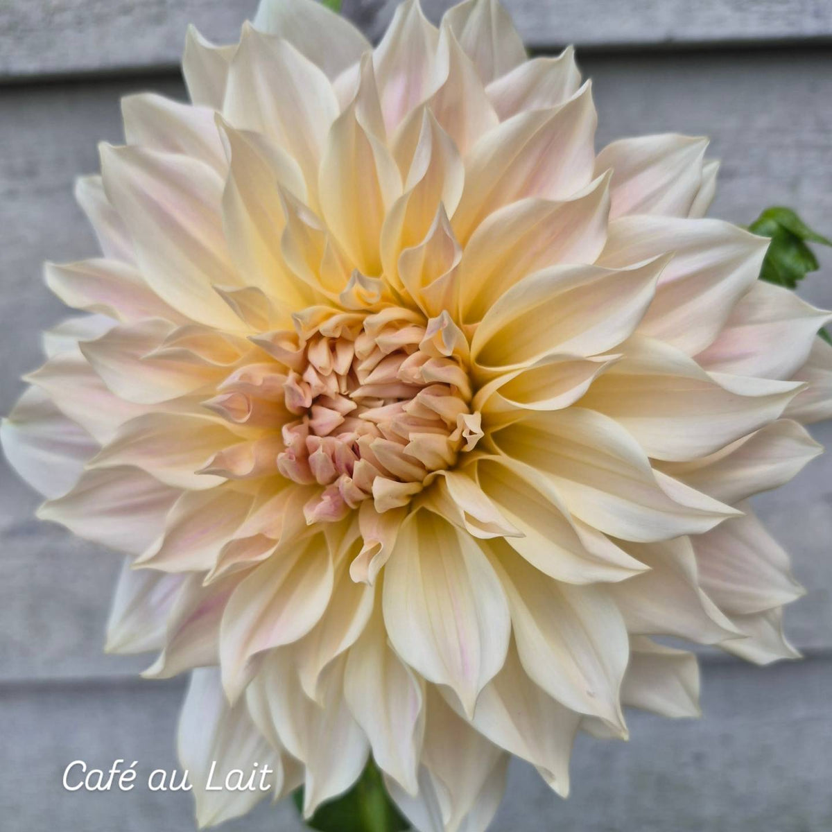 Café au Lait Informal Decorative