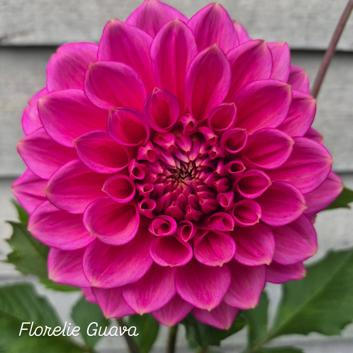 Florelie Guava Formal Decorative Dahlia 🇦🇺
