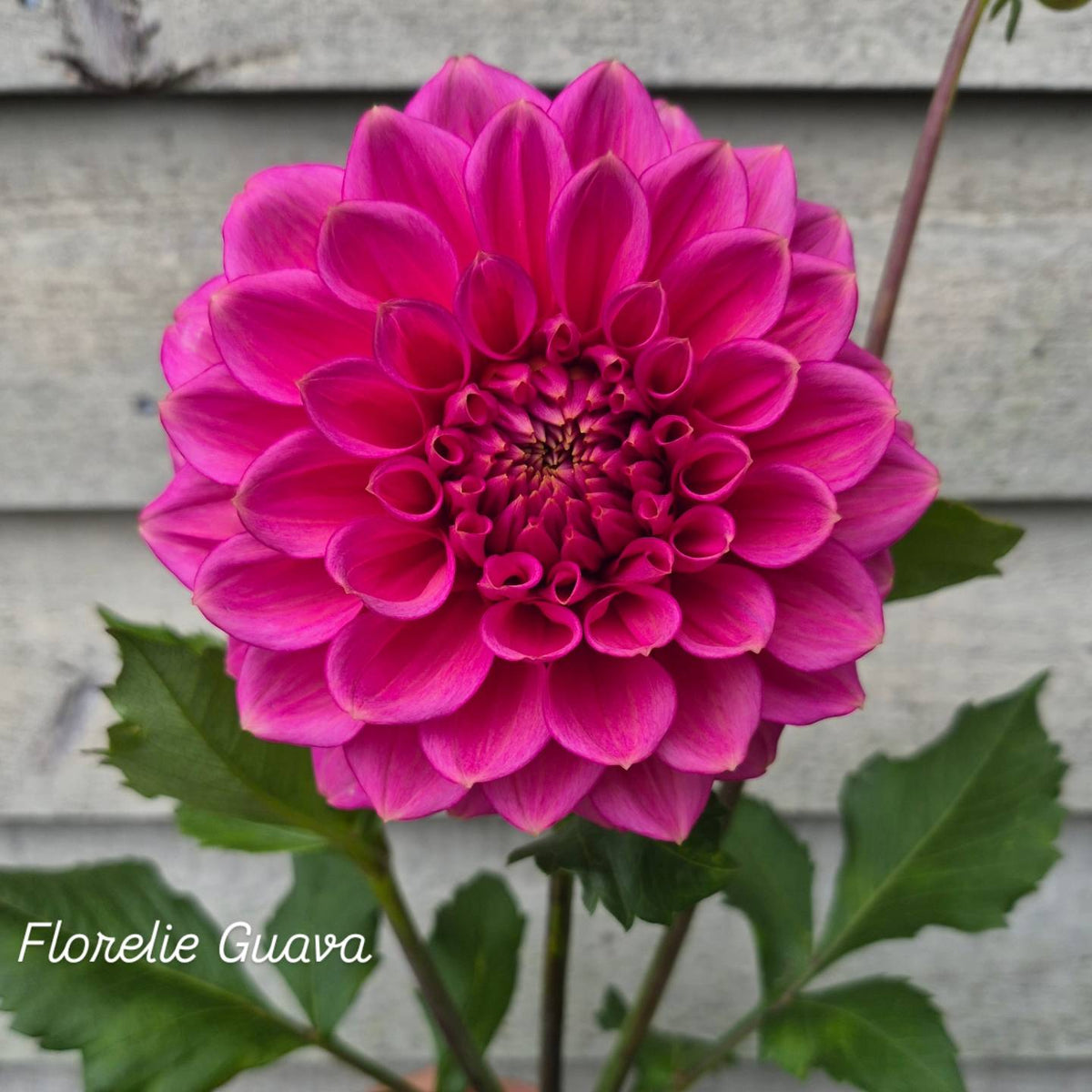Florelie Guava Formal Decorative Dahlia 🇦🇺