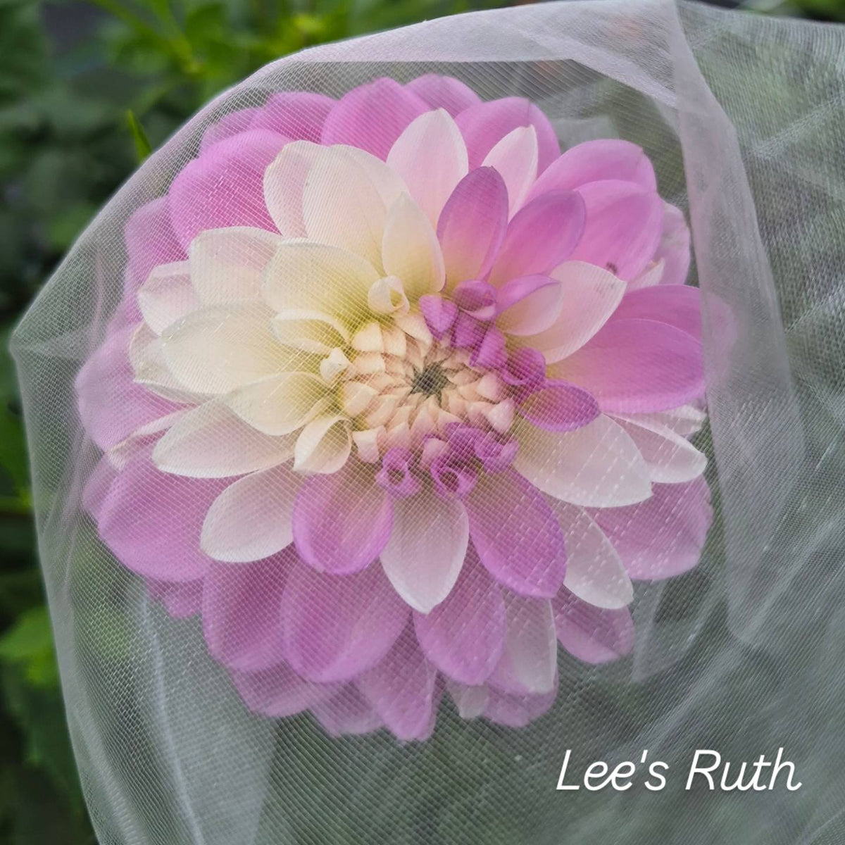 Lee's Ruth Decorative Dahlia