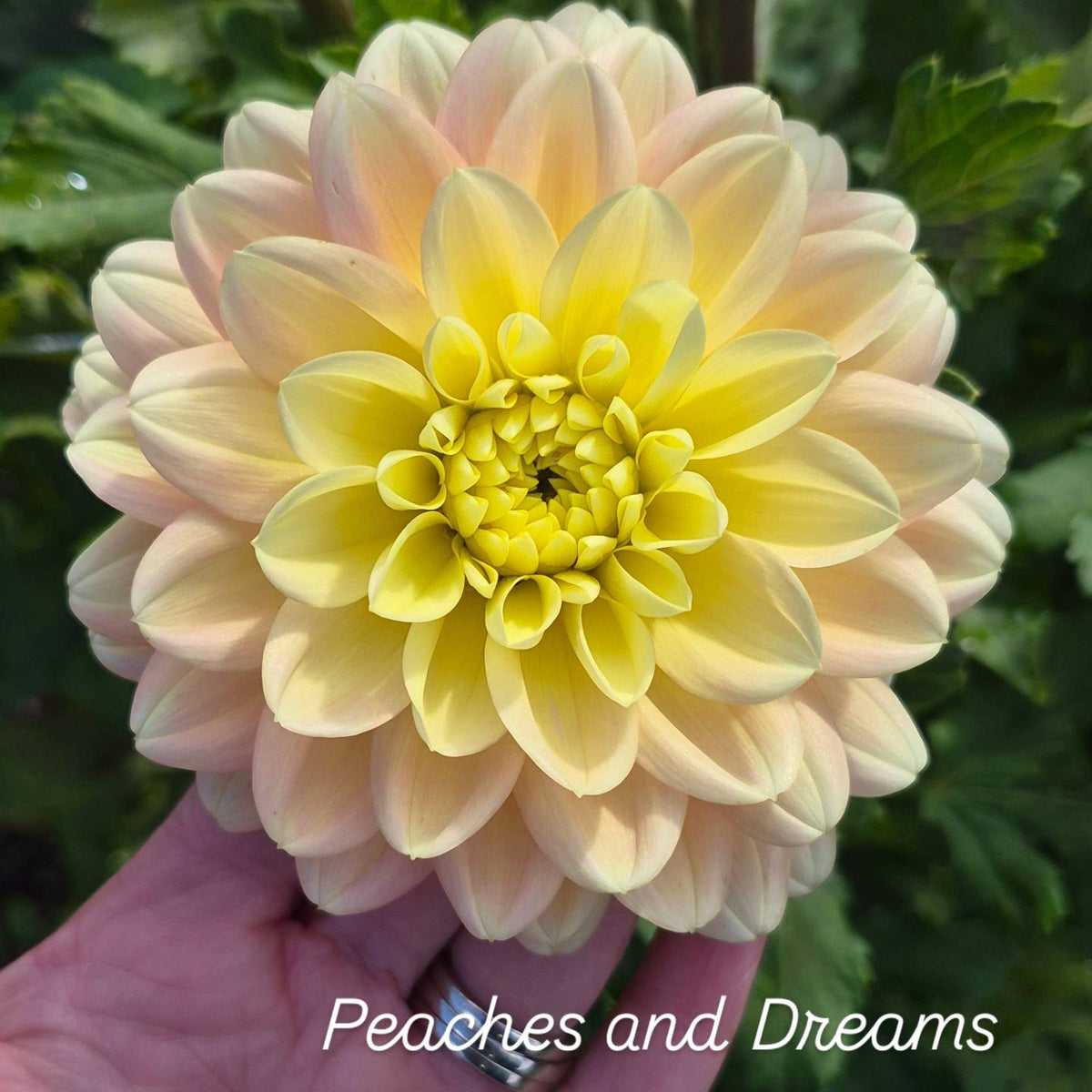 Peaches n' Dreams Informal Decorative Dahlia