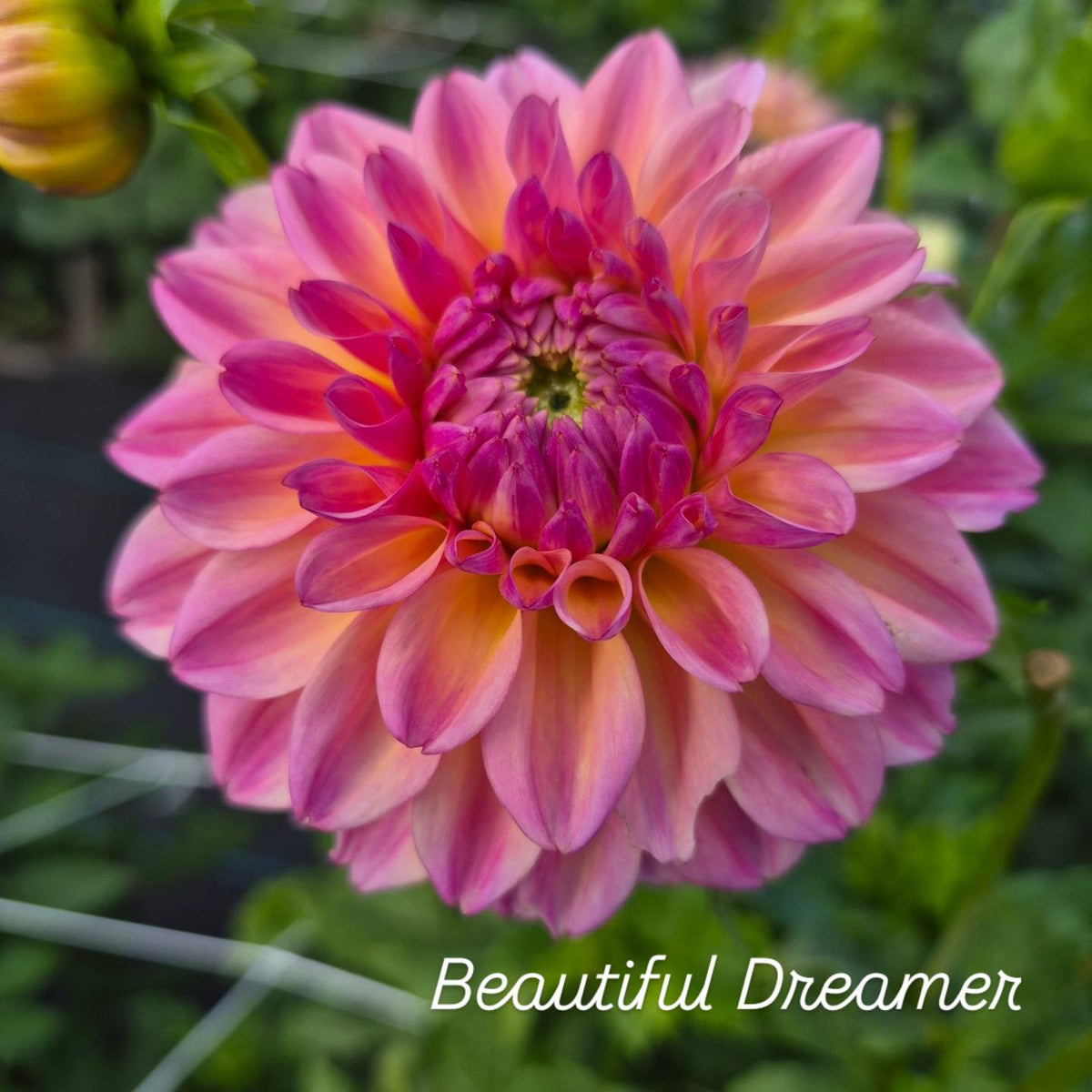 Beautiful Dreamer Decorative Dahlia