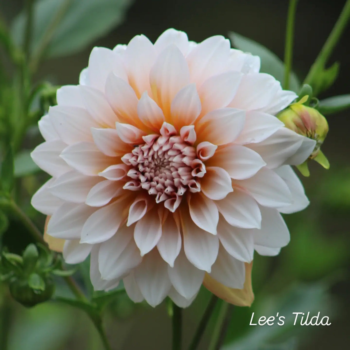 Lee's Tilda Informal Decorative Dahlia