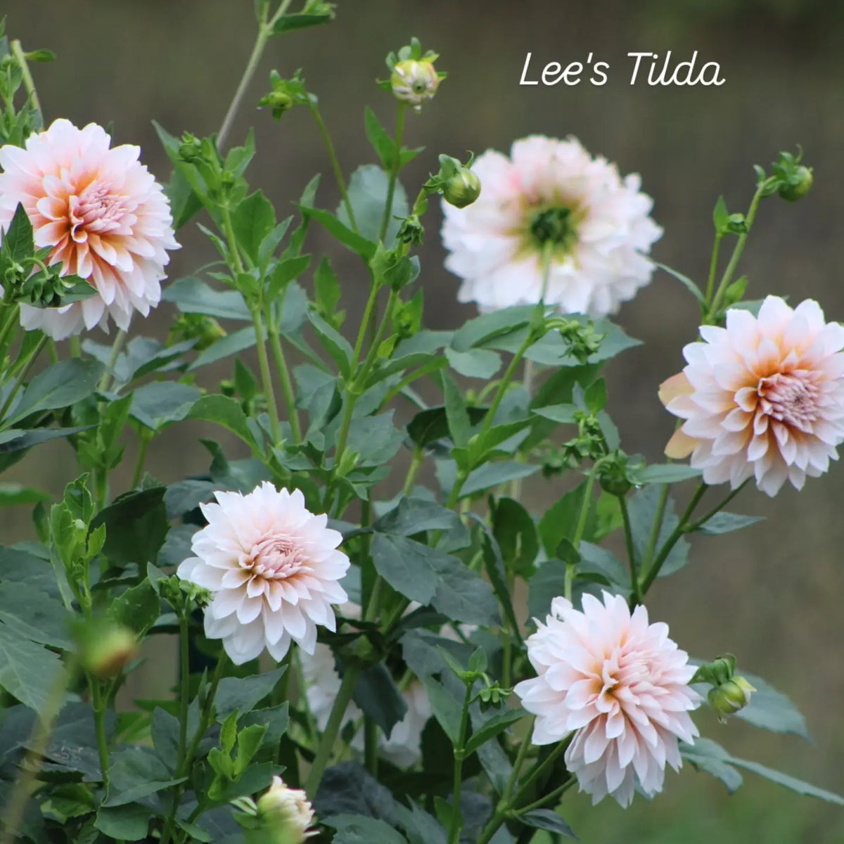 Lee's Tilda Informal Decorative Dahlia