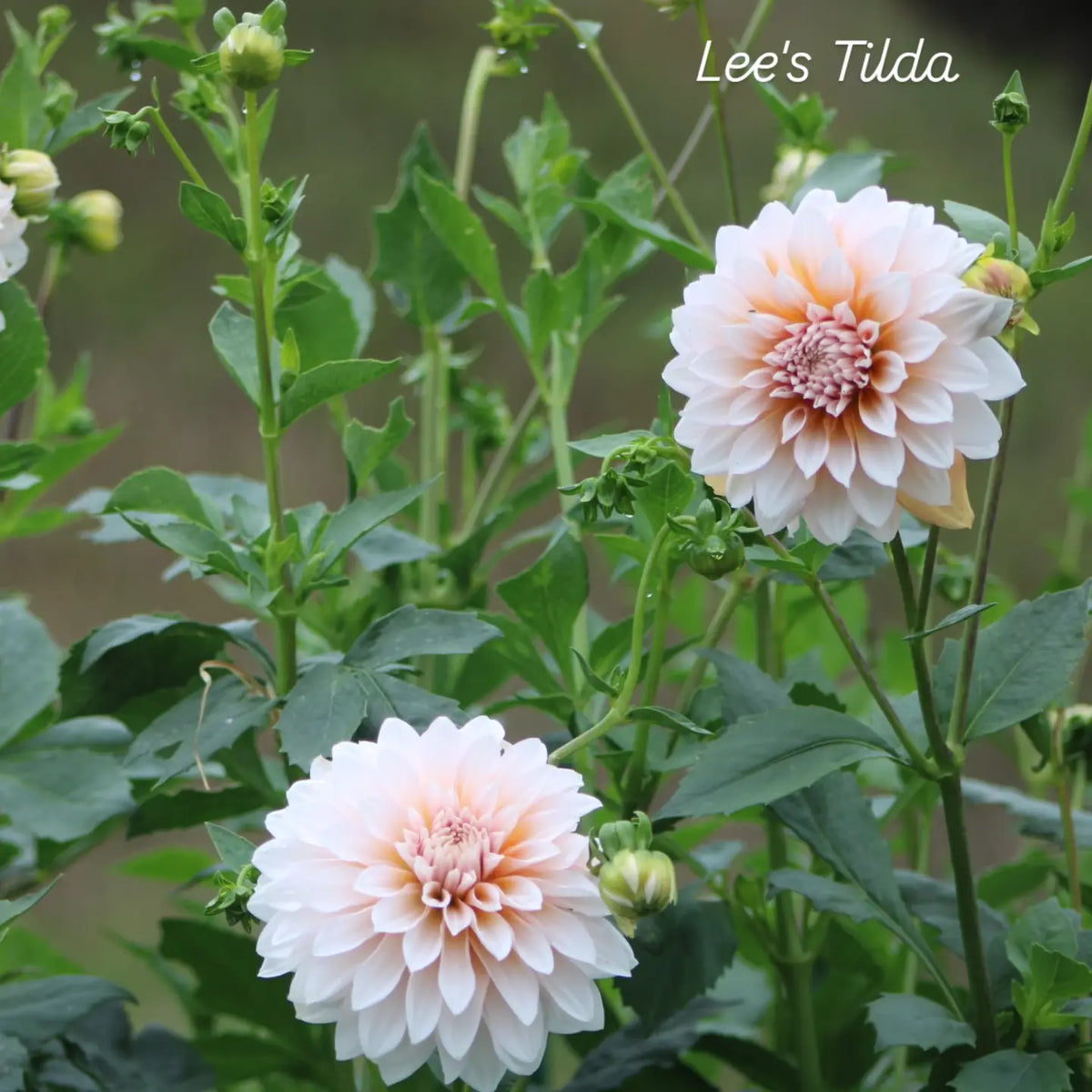 Lee's Tilda Informal Decorative Dahlia