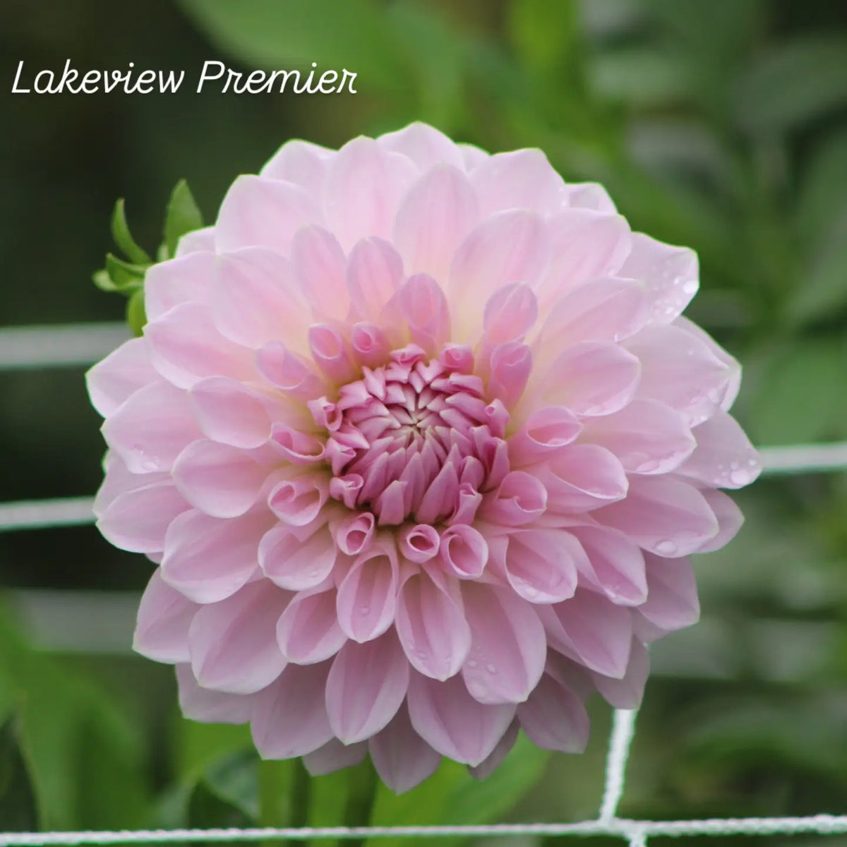 Lakeview Premier Formal Decorative Dahlia
