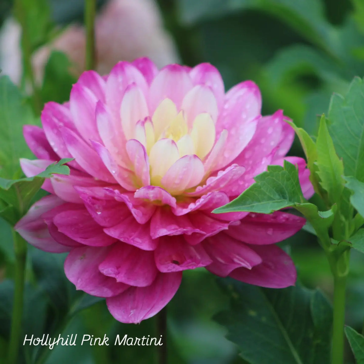 Hollyhill Pink Martini Waterlily Dahlia