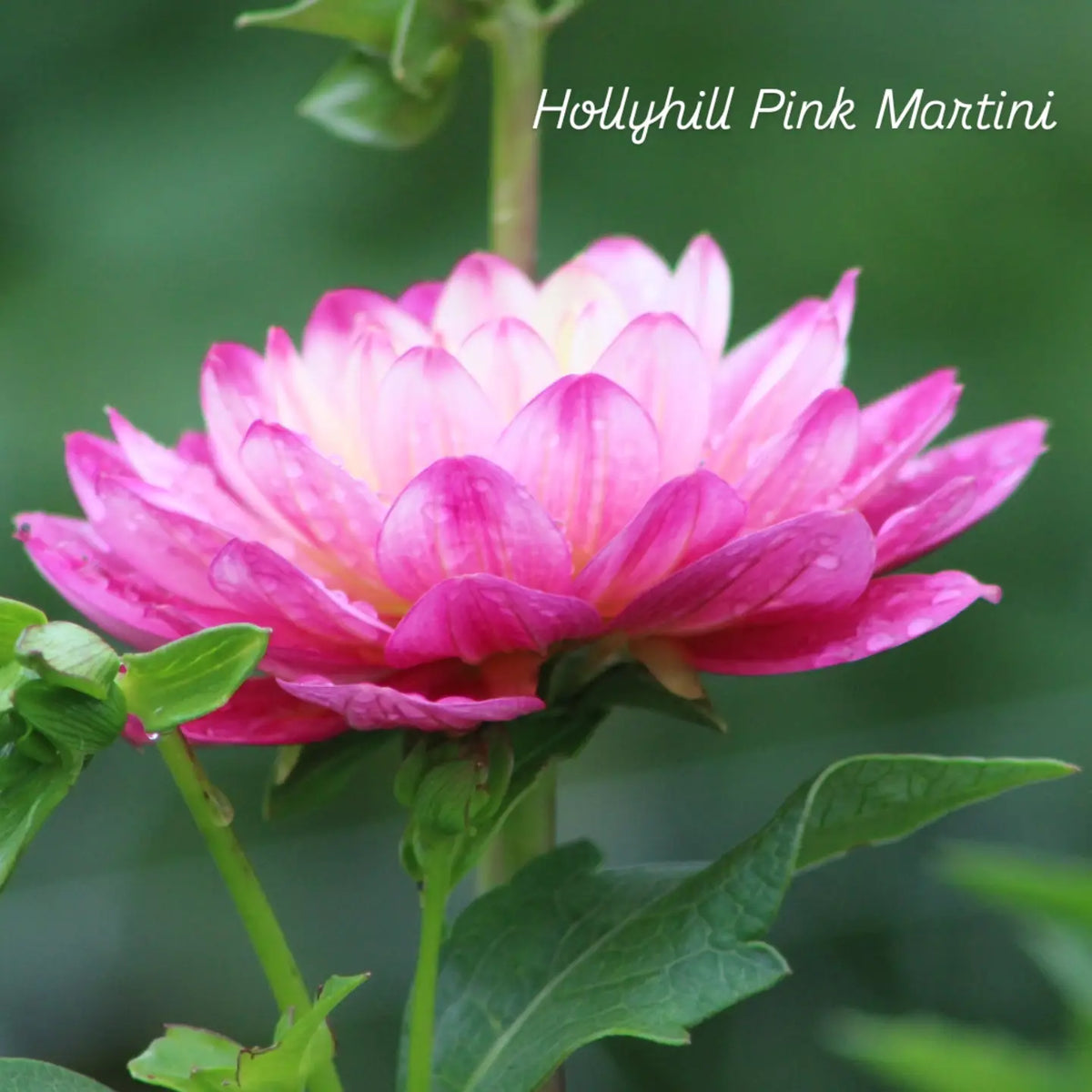 Hollyhill Pink Martini Waterlily Dahlia