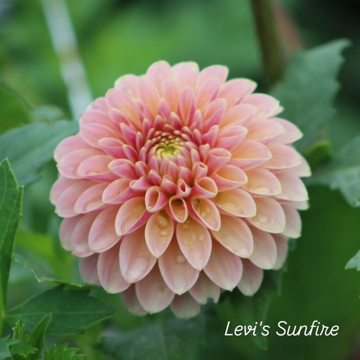 Levi's Sunfire Formal Decorative Dahlia