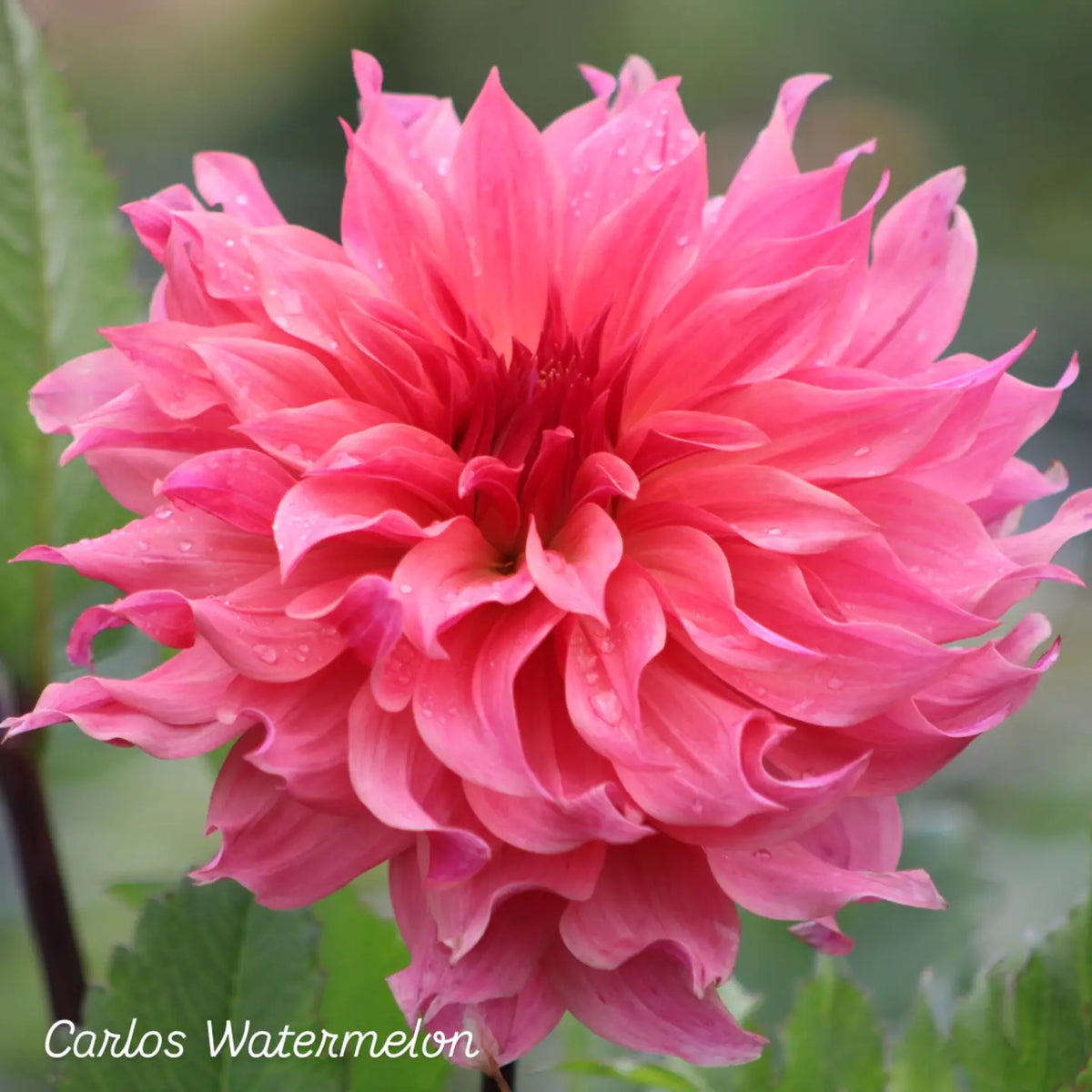 Carlos Watermelon Informal Decorative Dahlia 🇦🇺