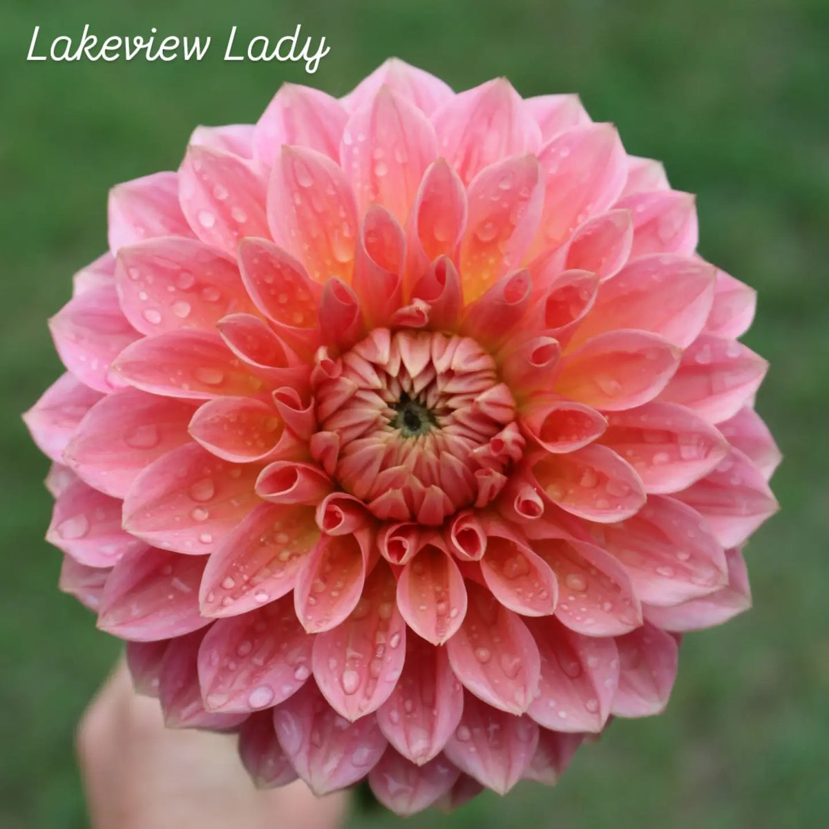 Lakeview Lady Formal Decorative Dahlia