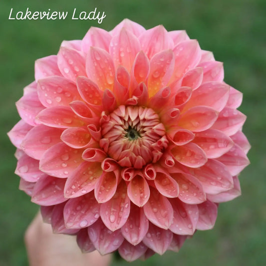 Lakeview Lady Formal Decorative Dahlia