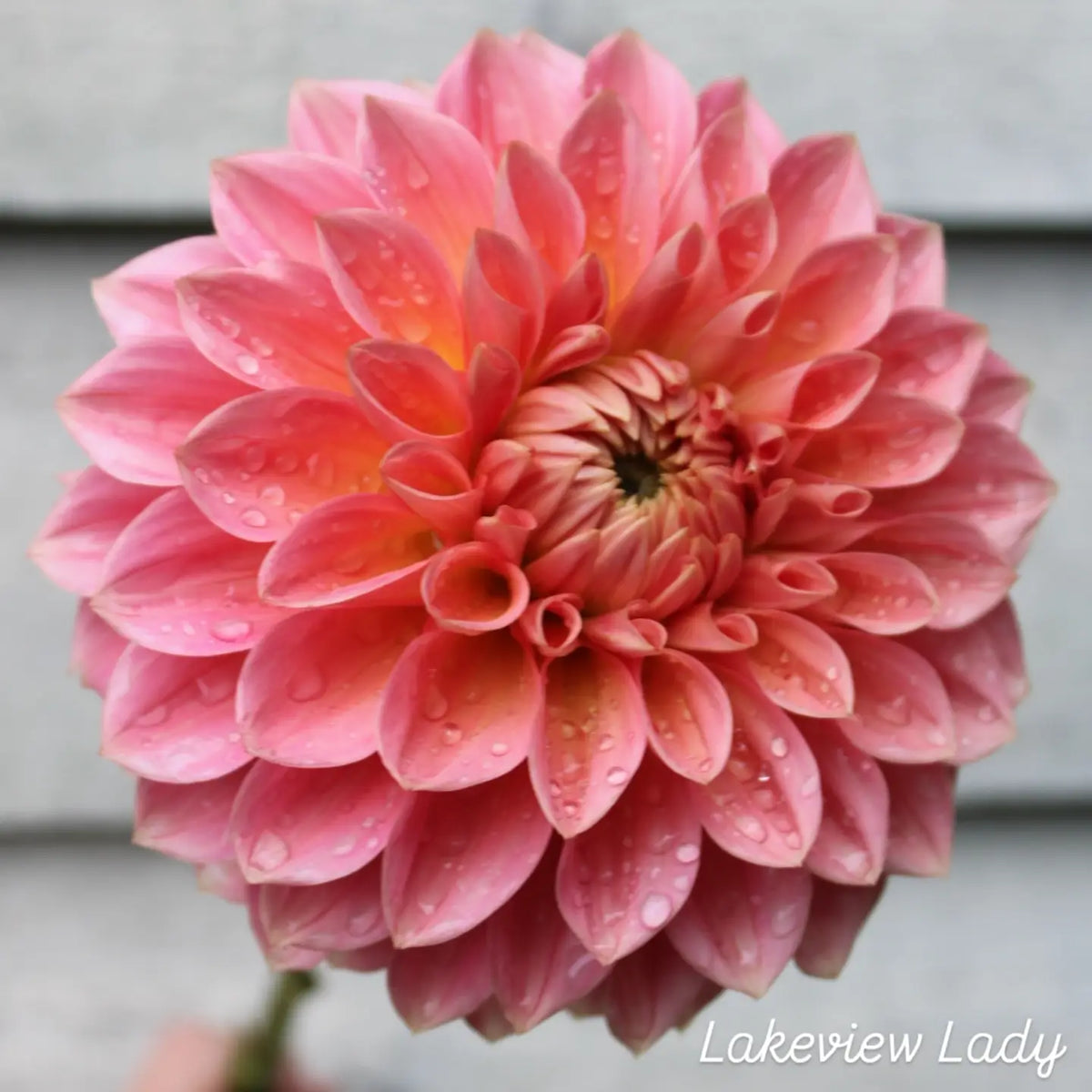 Lakeview Lady Formal Decorative Dahlia