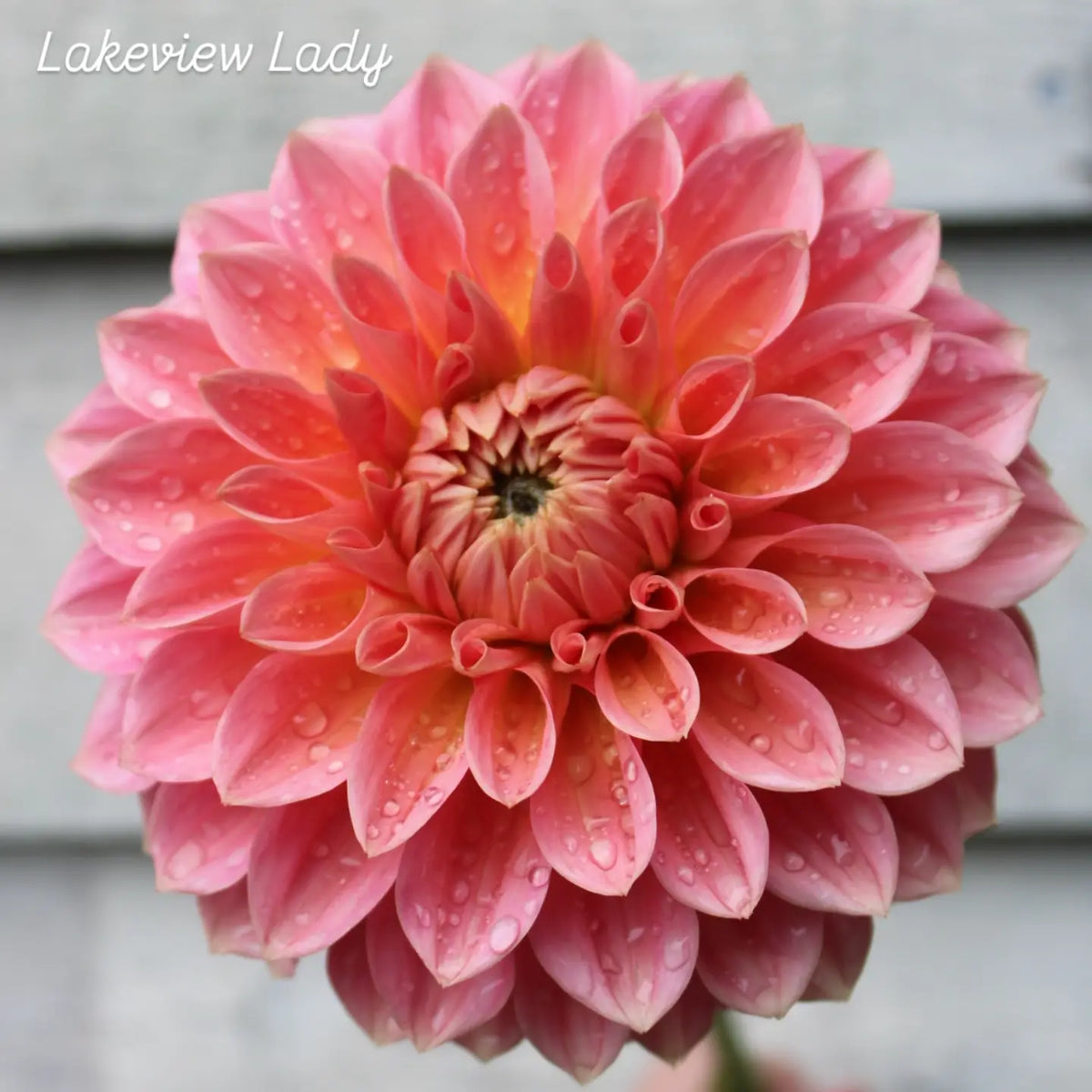 Lakeview Lady Formal Decorative Dahlia
