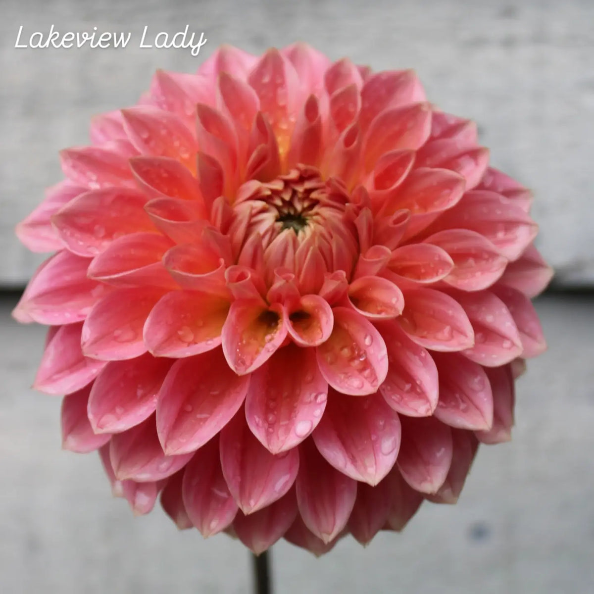Lakeview Lady Formal Decorative Dahlia