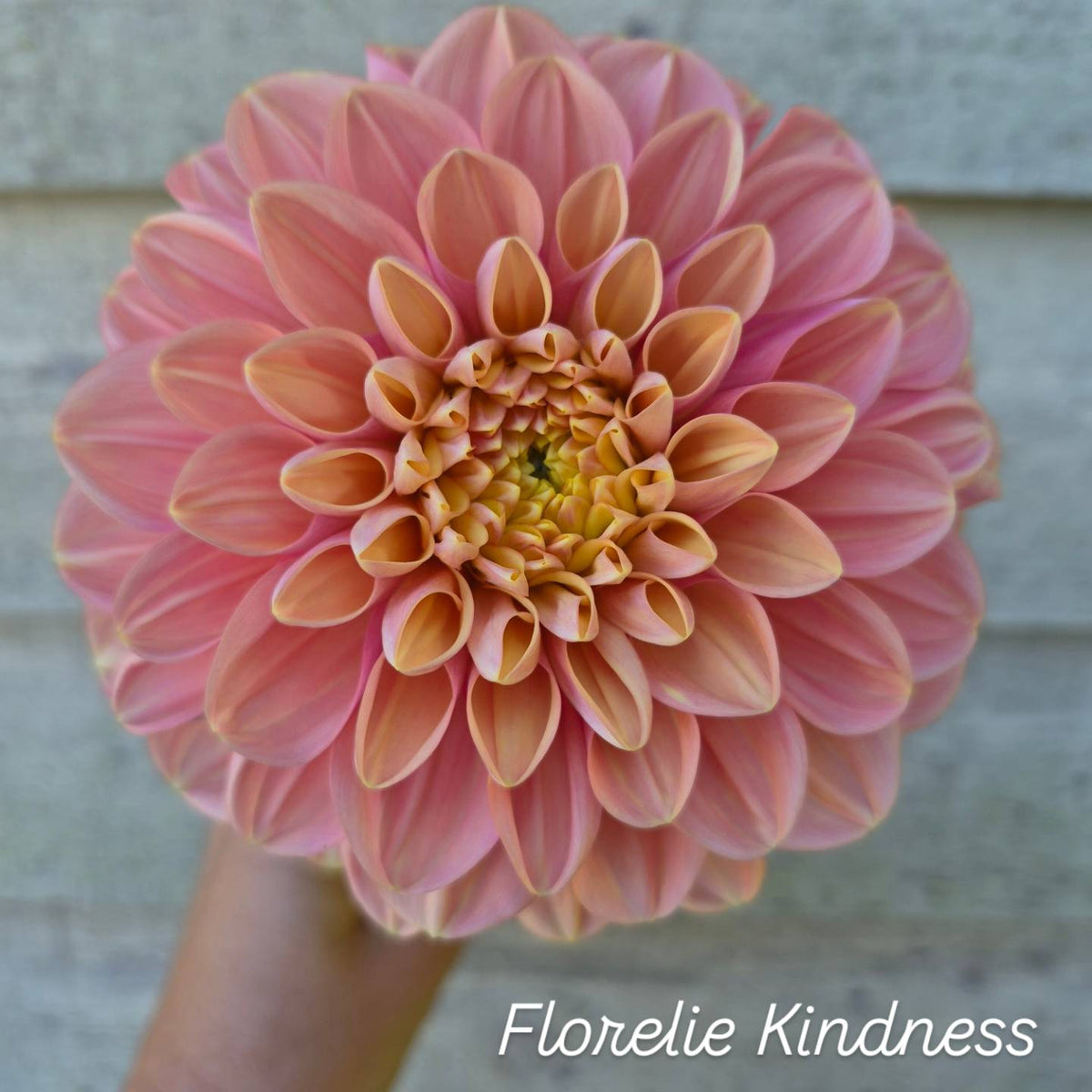 Florelie Kindness Informal Decorative Dahlia 🇦🇺