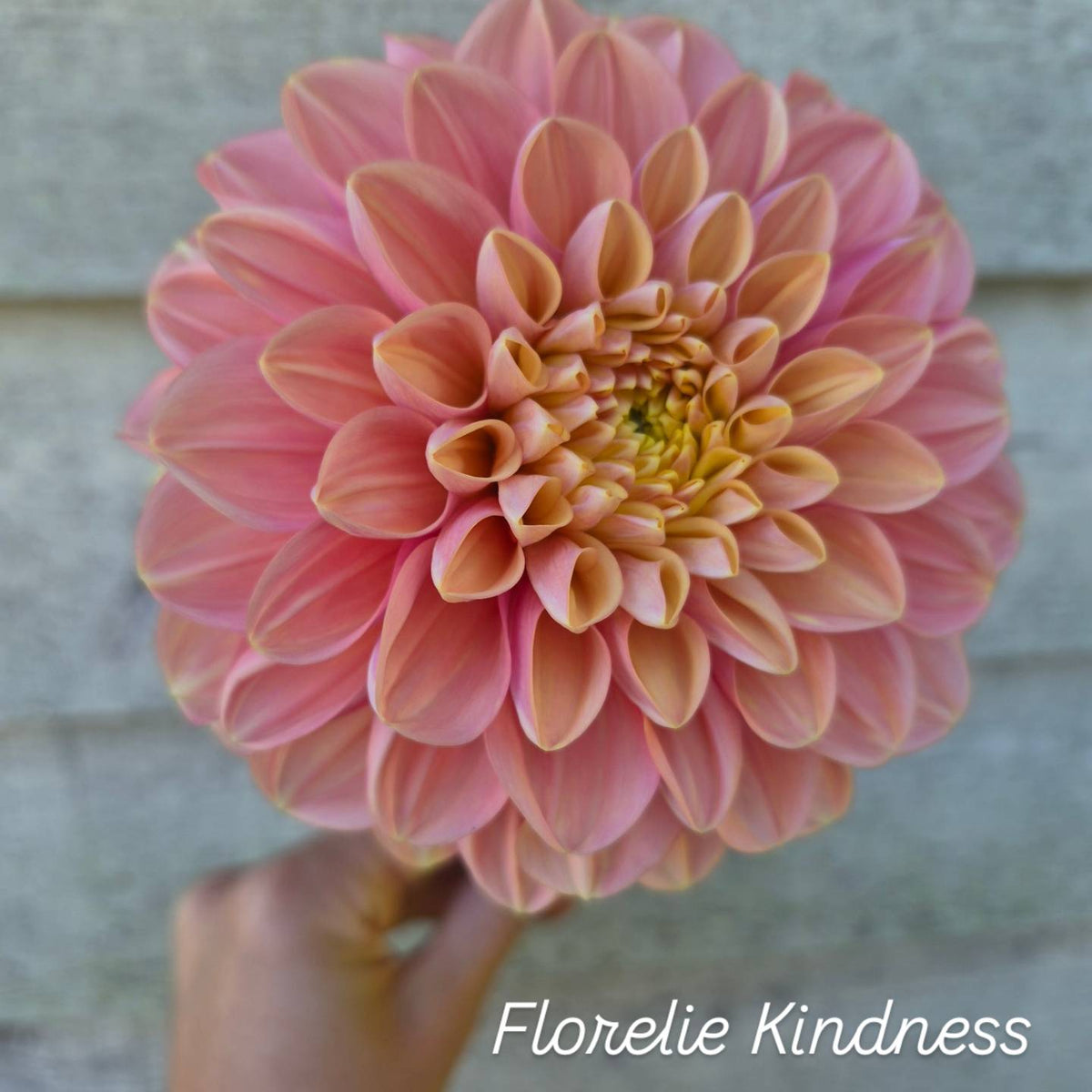 Florelie Kindness Informal Decorative Dahlia 🇦🇺