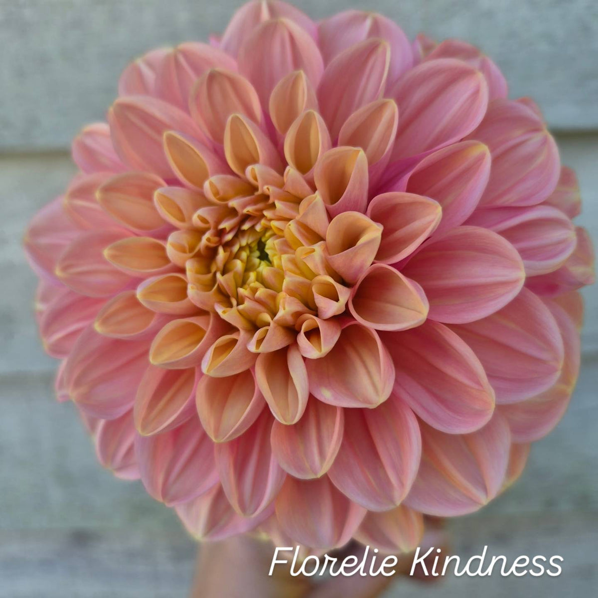Florelie Kindness Informal Decorative Dahlia 🇦🇺