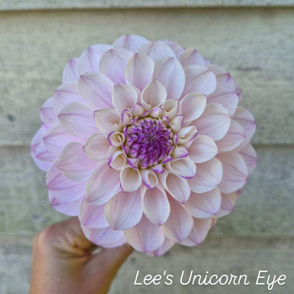 Lee's Unicorn Eye Informal Decorative Dahlia