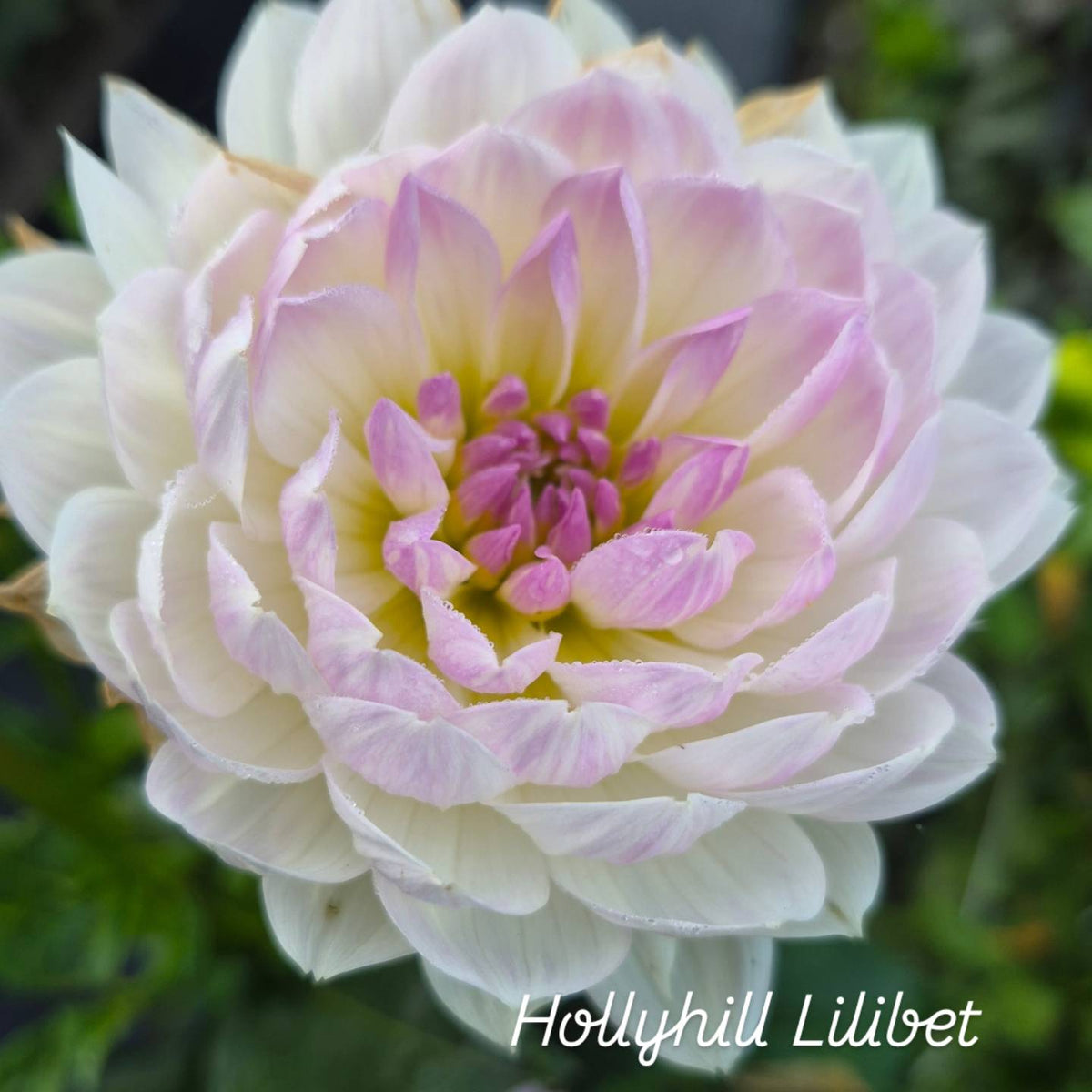 Hollyhill Lilibet Waterlily Dahlia