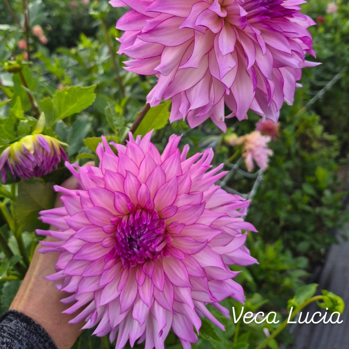 Veca Lucia Informal Decorative Dahlia