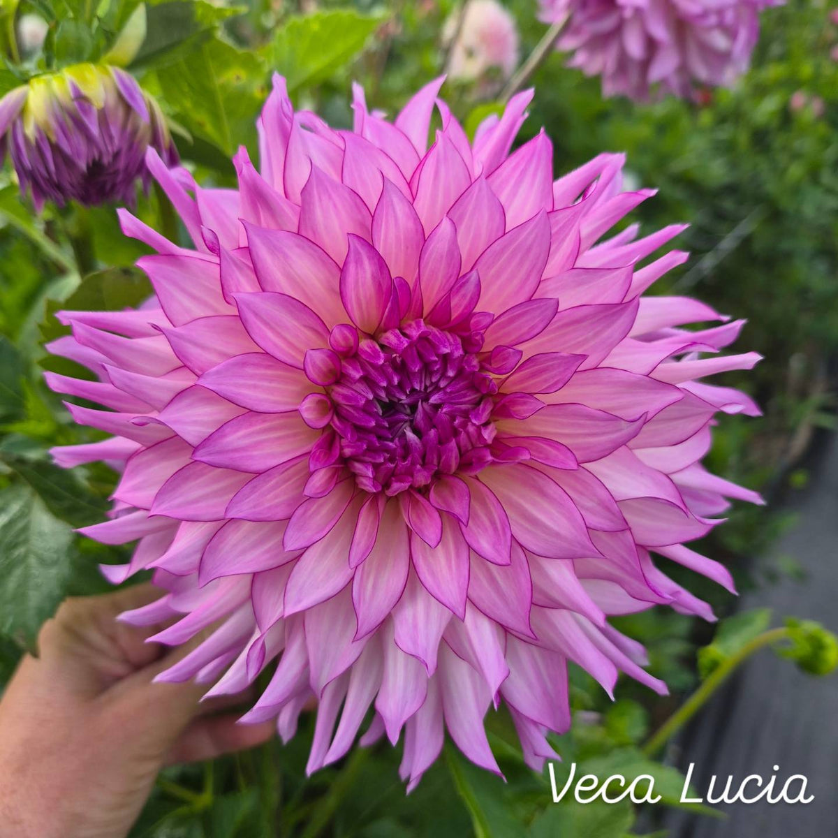 Veca Lucia Informal Decorative Dahlia