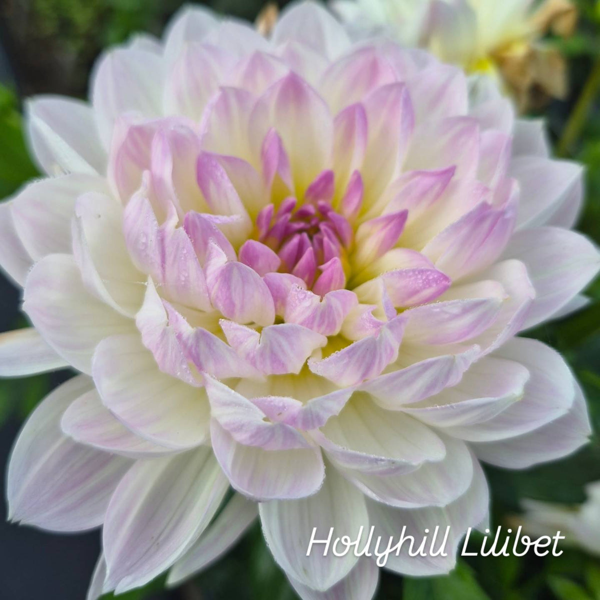 Hollyhill Lilibet Waterlily Dahlia