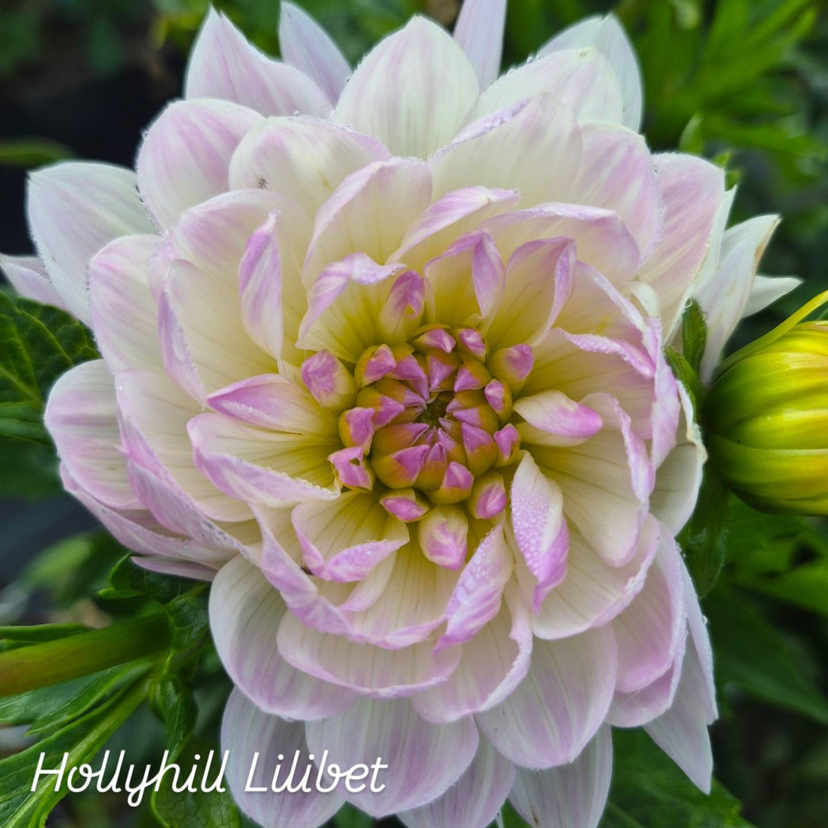 Hollyhill Lilibet Waterlily Dahlia