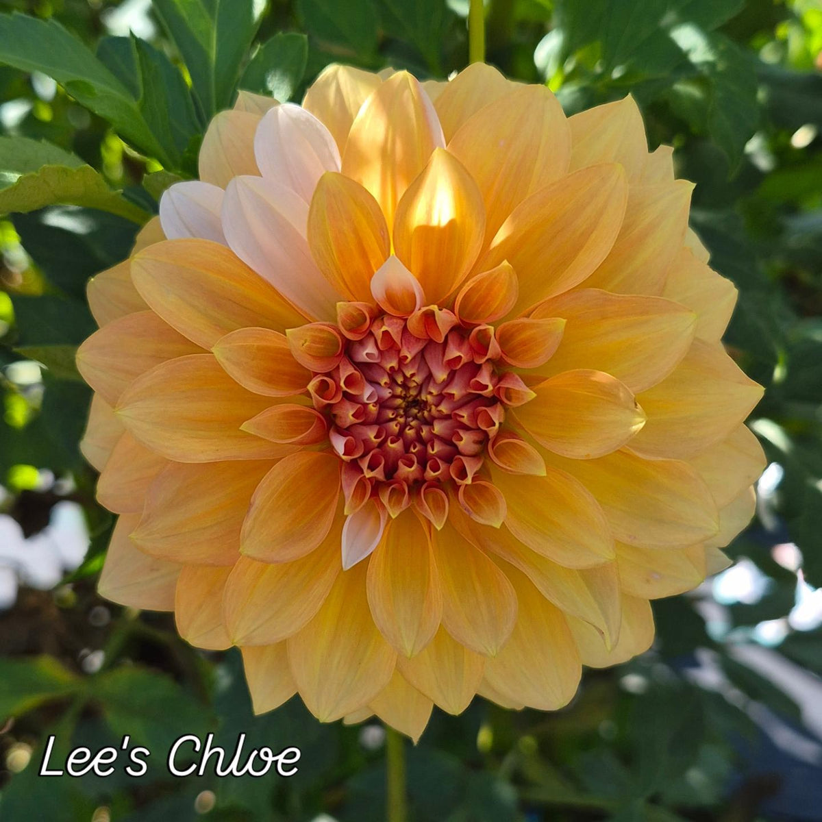Lee's Chloe Informal Decorative Dahlia