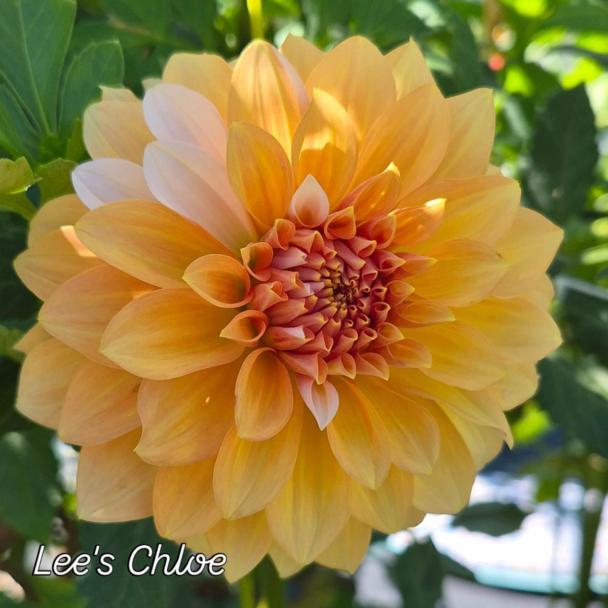 Lee's Chloe Informal Decorative Dahlia
