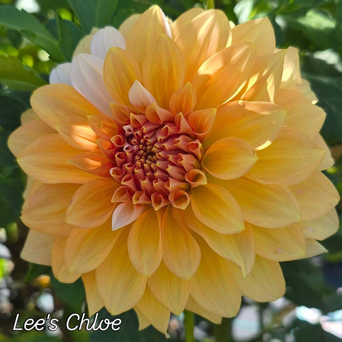 Lee's Chloe Informal Decorative Dahlia