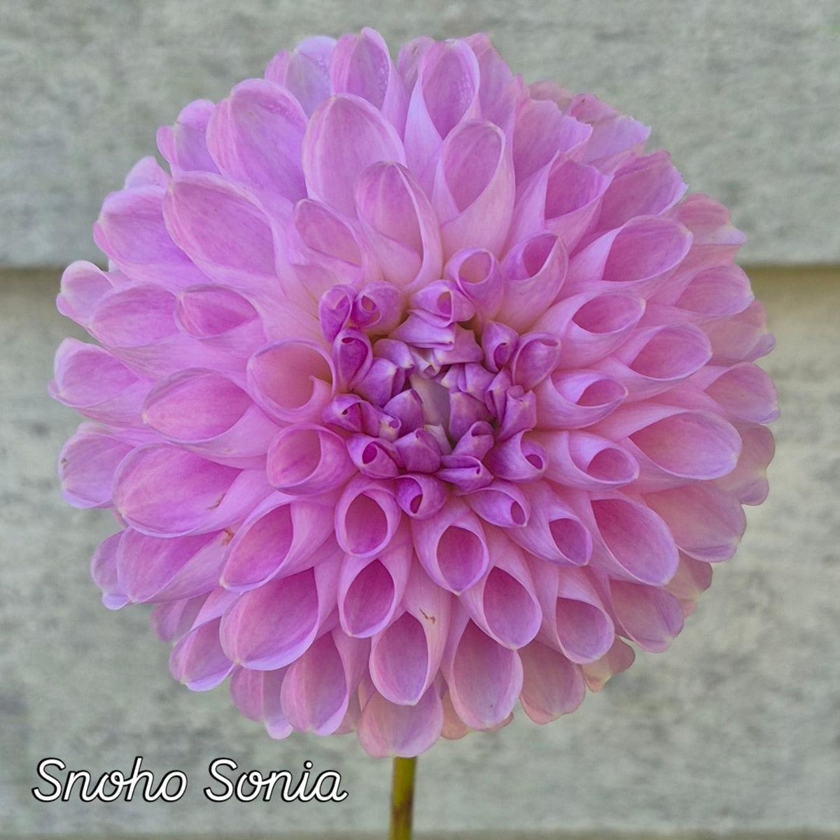 Snoho Sonia Ball Dahlia