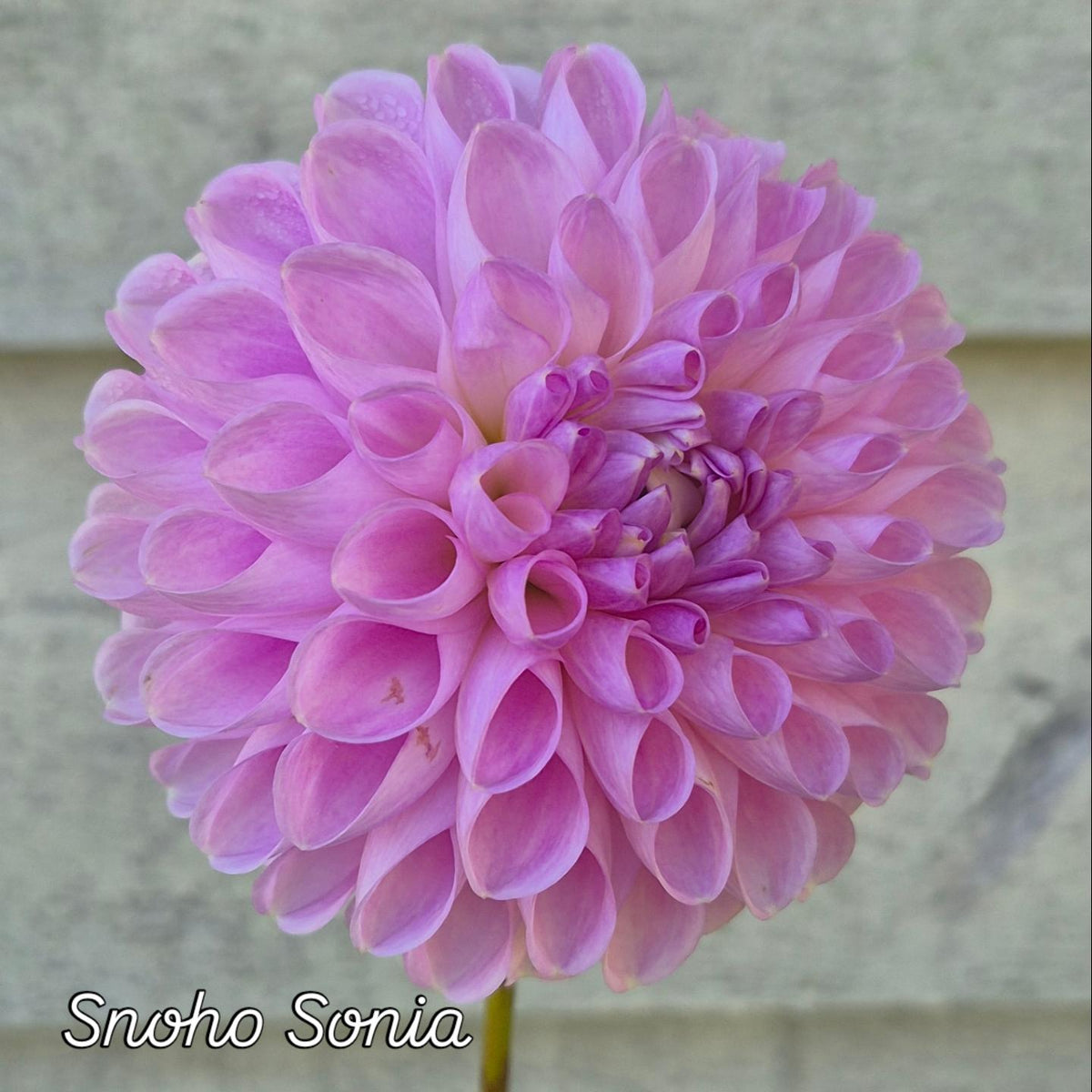 Snoho Sonia Ball Dahlia