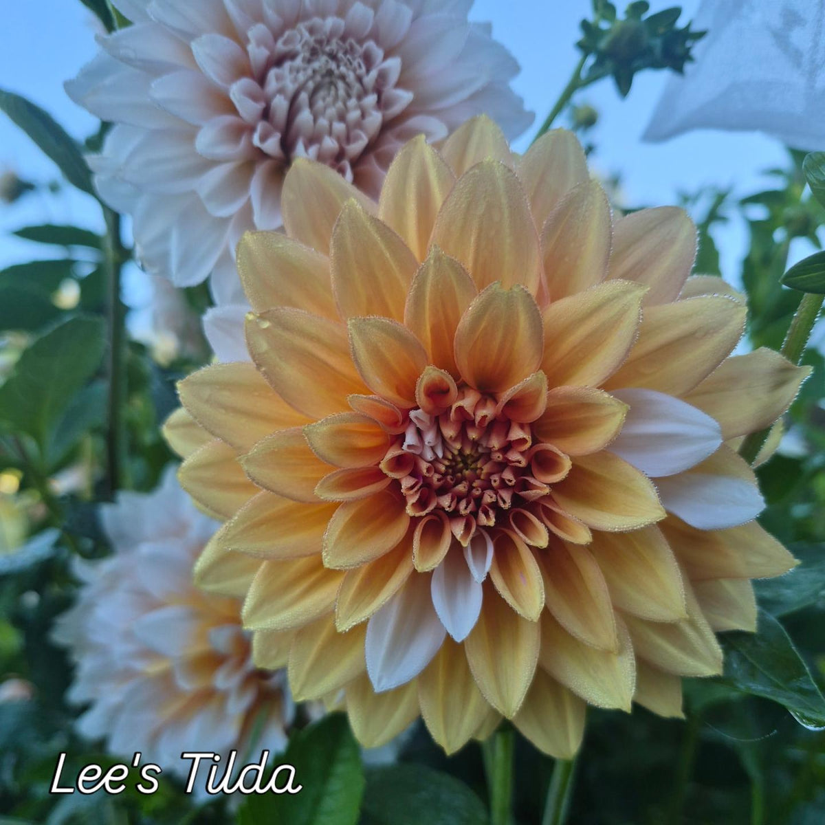 Lee's Tilda Informal Decorative Dahlia