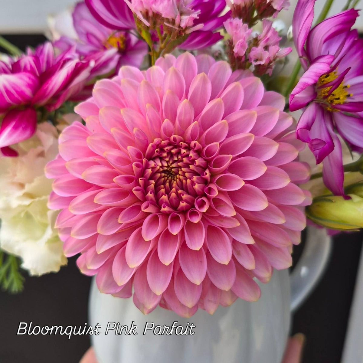 Hollyhill Pink Parfait Formal Decorative Dahlia