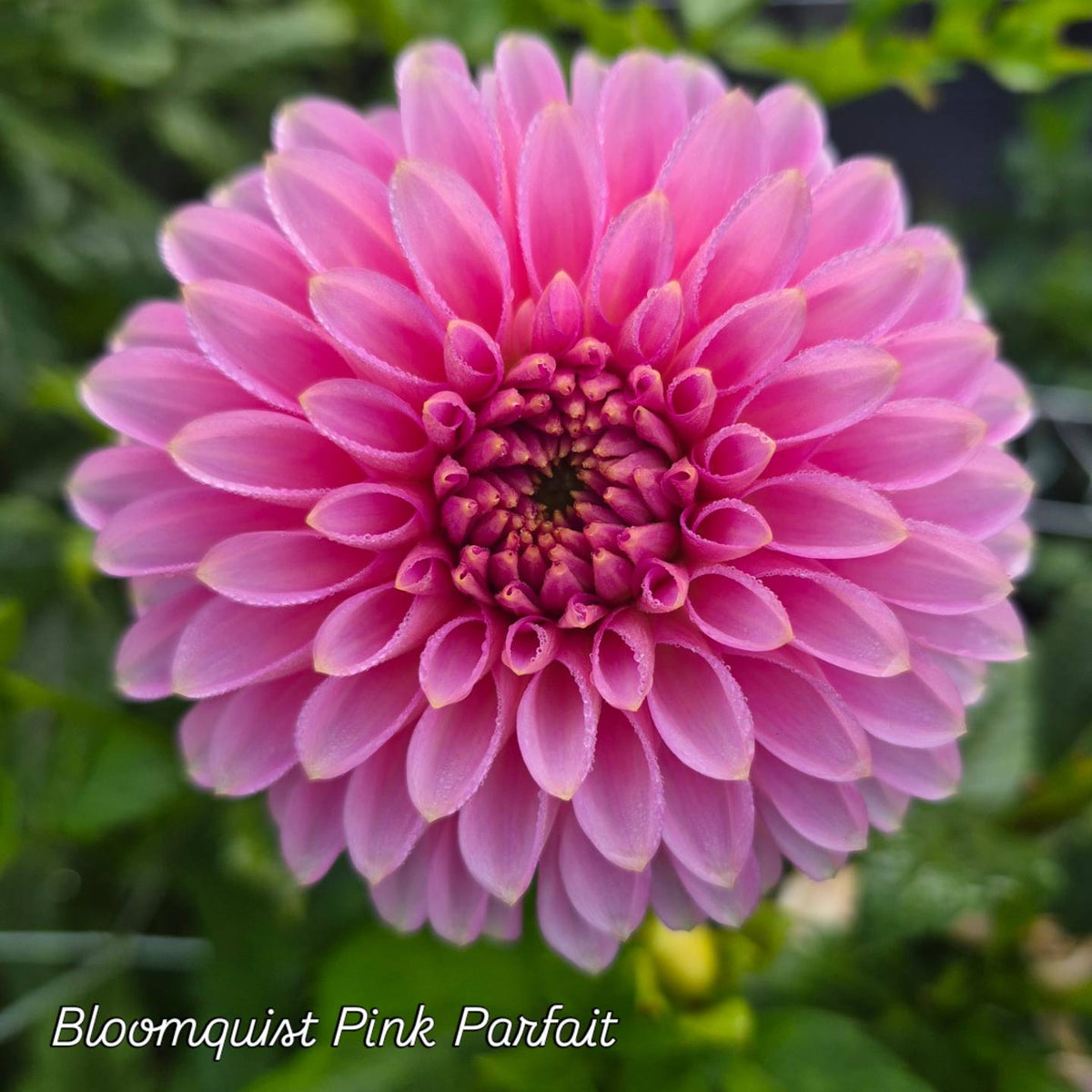 Hollyhill Pink Parfait Formal Decorative Dahlia
