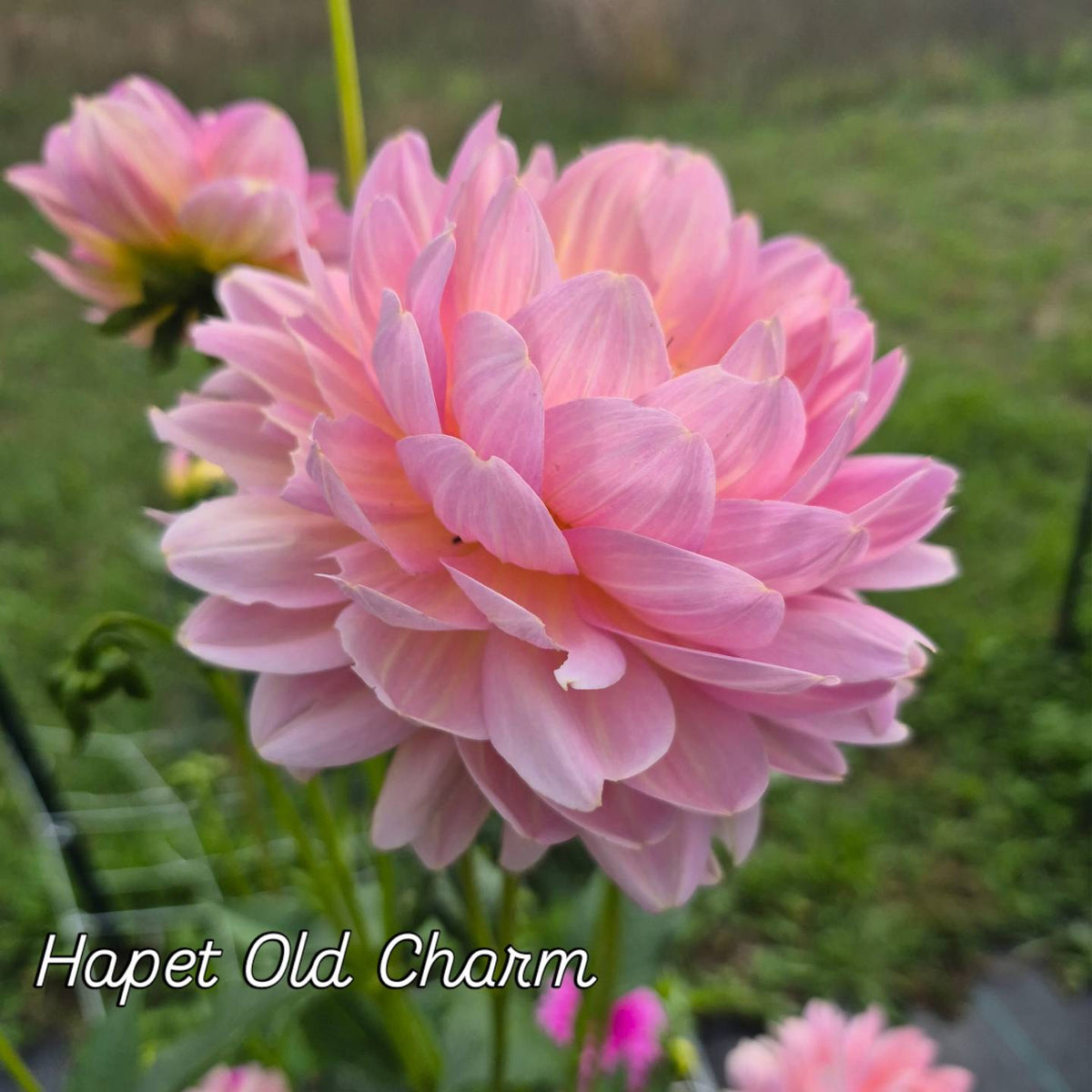 Hapet Old Charm Waterlily Dahlia