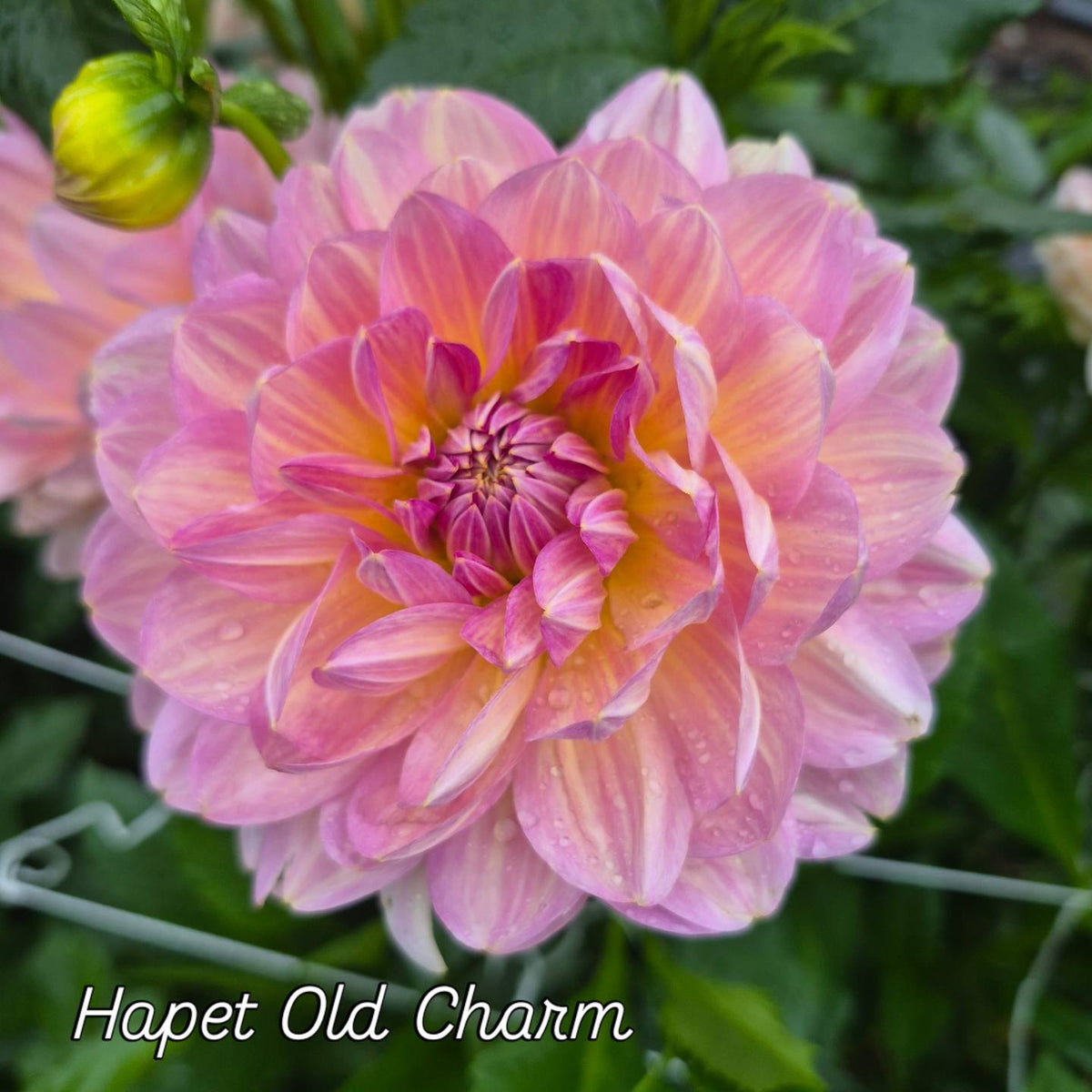 Hapet Old Charm Waterlily Dahlia