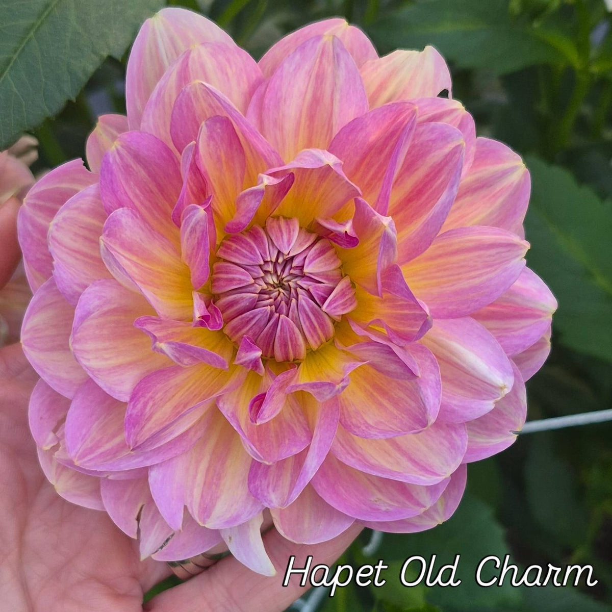 Hapet Old Charm Waterlily Dahlia