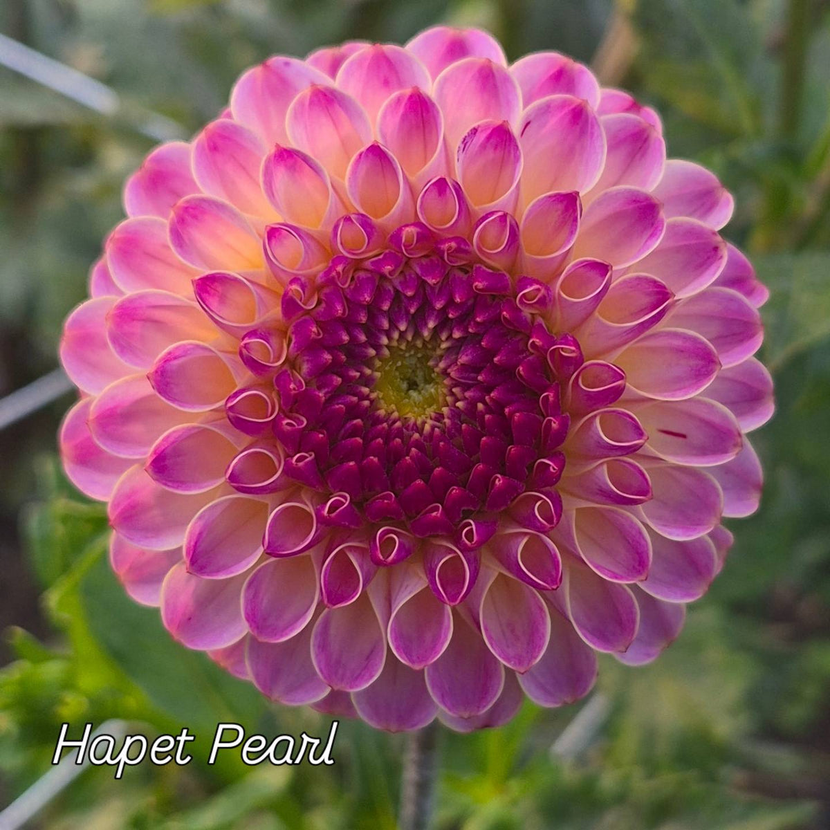 Hapet Pearl Ball Dahlia