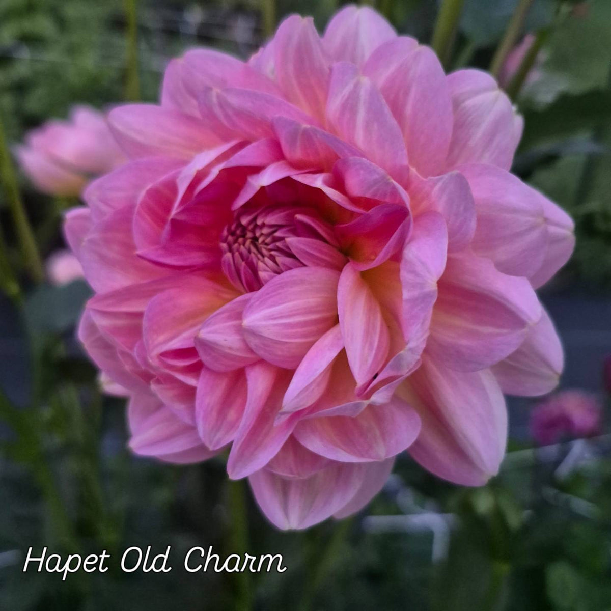 Hapet Old Charm Waterlily Dahlia