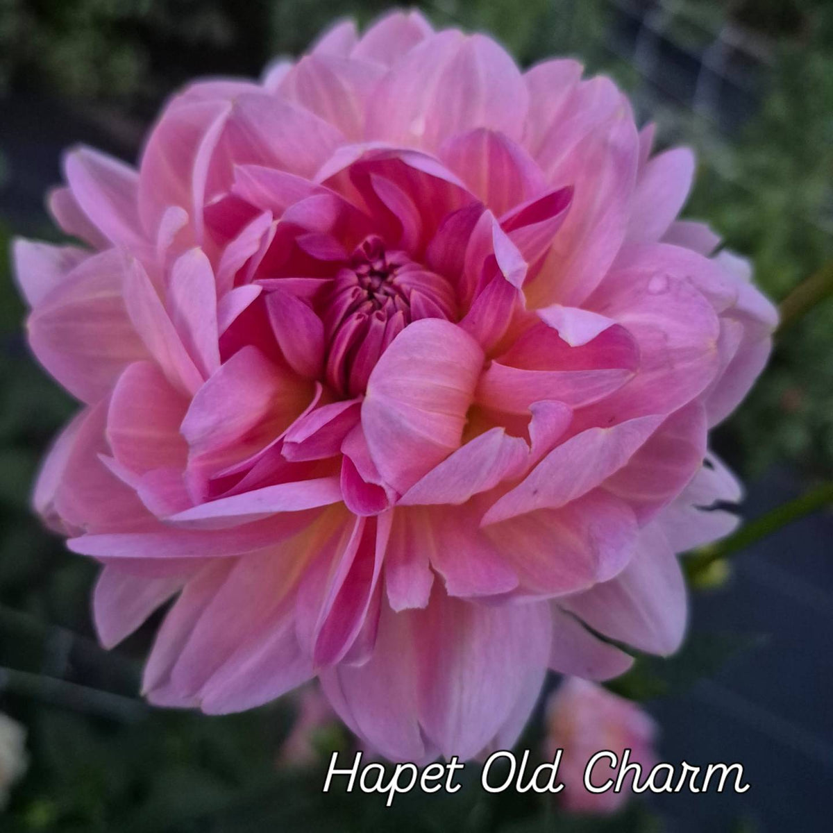 Hapet Old Charm Waterlily Dahlia