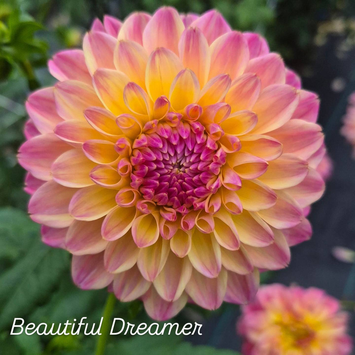 Beautiful Dreamer Decorative Dahlia