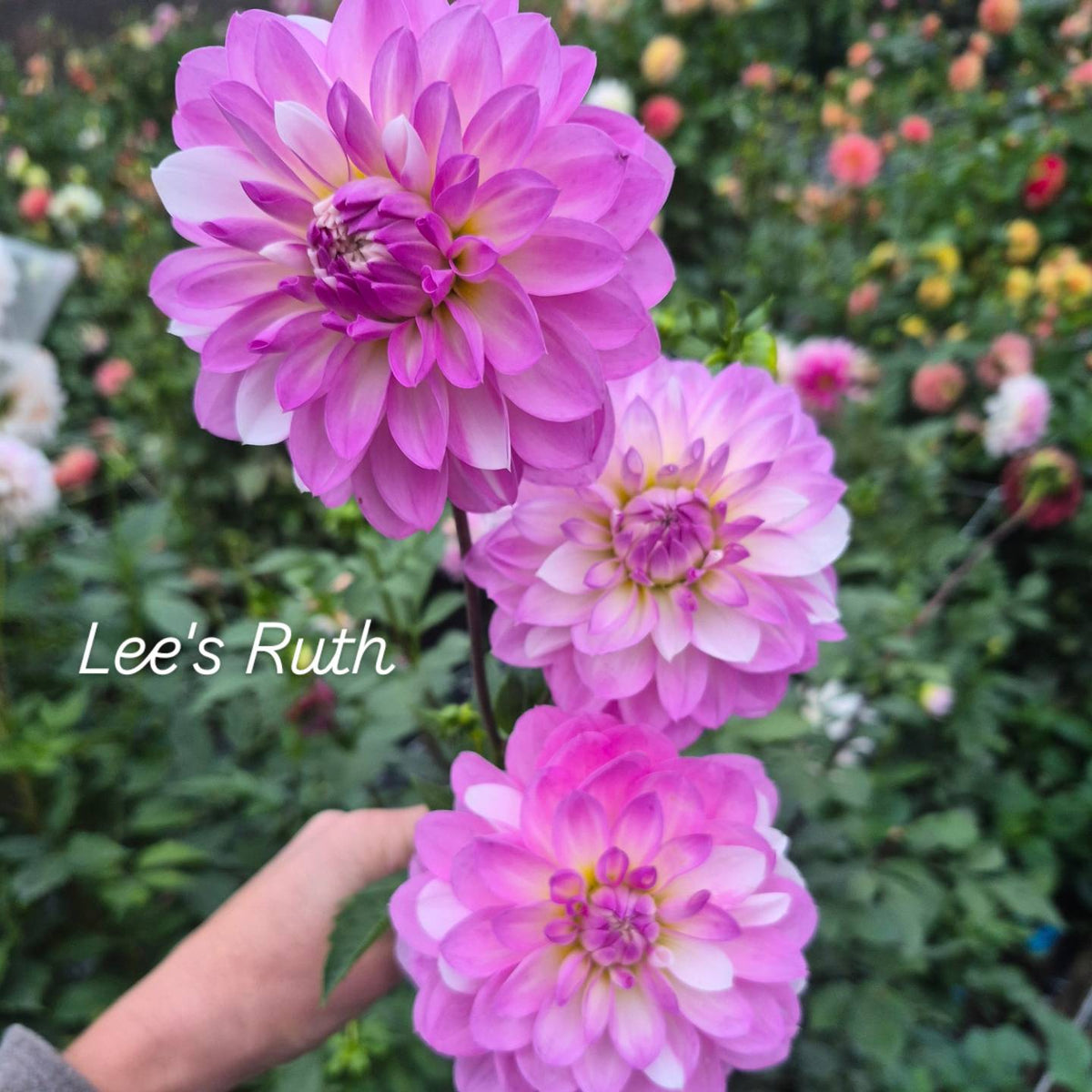 Lee's Ruth Decorative Dahlia