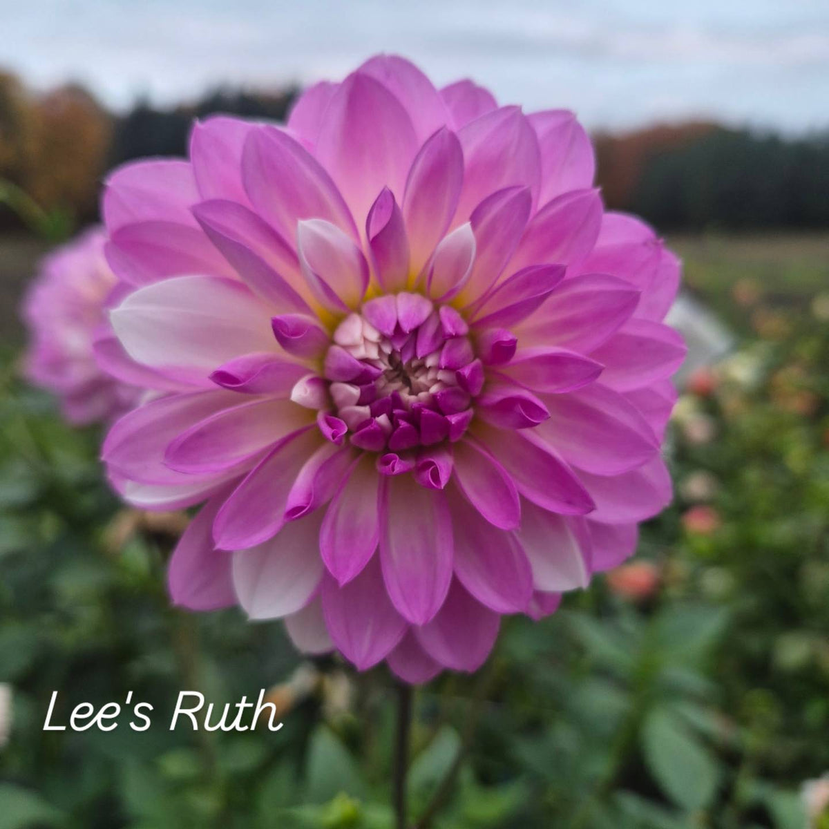 Lee's Ruth Decorative Dahlia