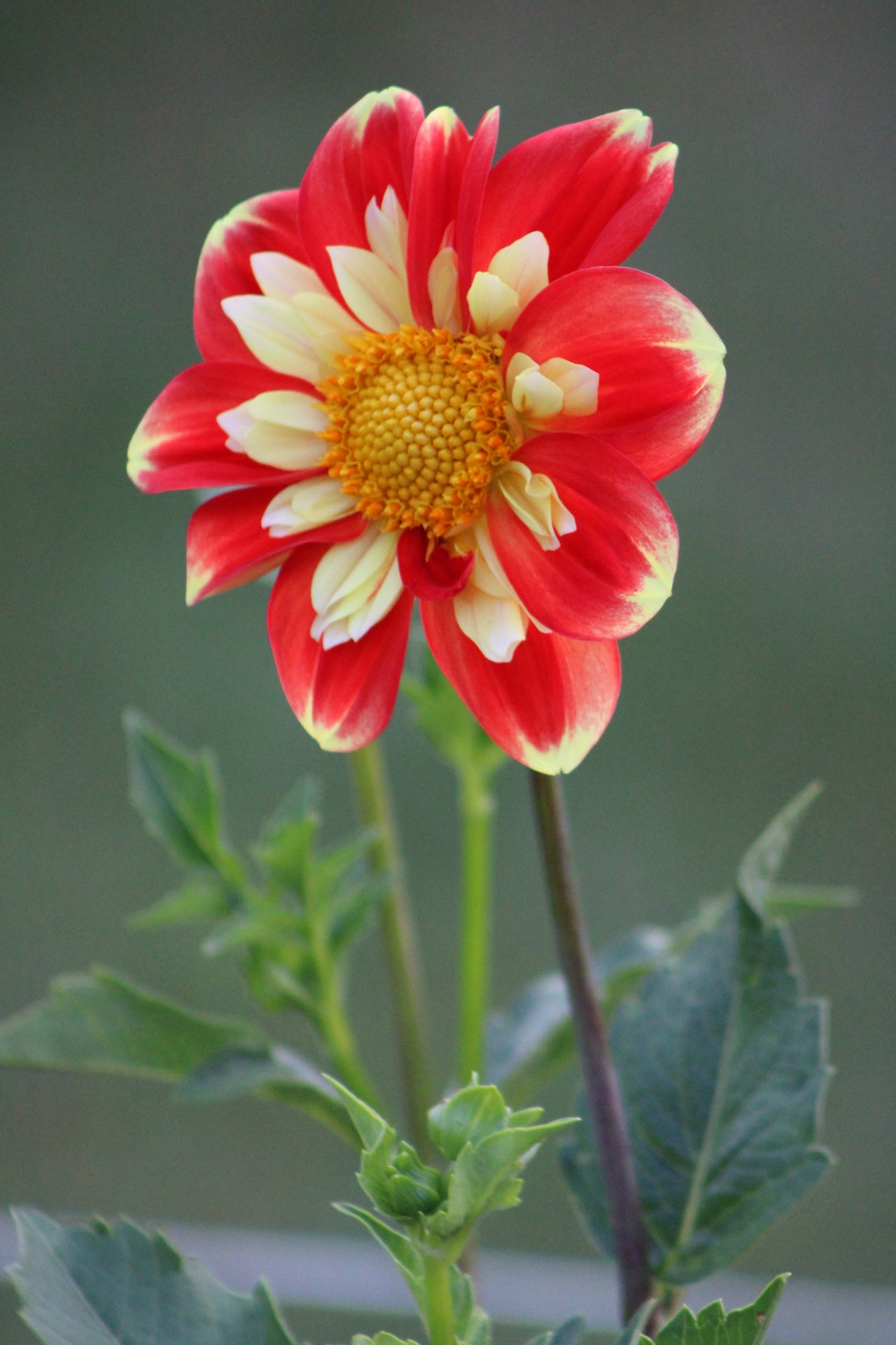 Pooh Collarette Dahlia