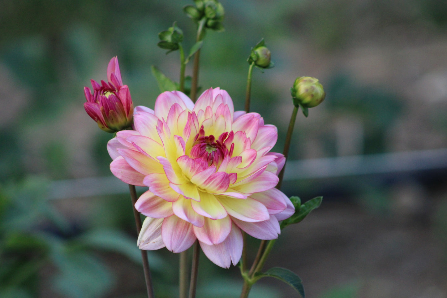 Zingaro Waterlily Decorative Dahlia