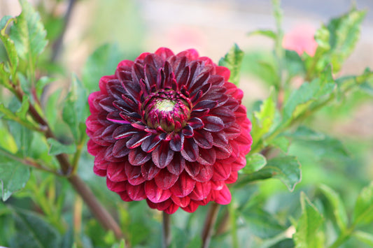 Arabian Night Formal Decorative Dahlia